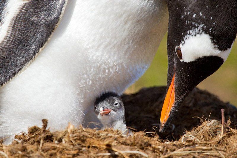 L'amour maternel chez les animaux 3(Très belles photos et citations) Unnamed-60