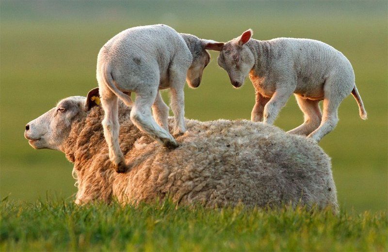 L'amour maternel chez les animaux 3(Très belles photos et citations) Unnamed-61