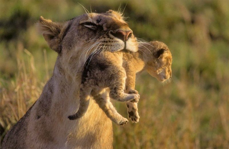 L'amour maternel chez les animaux 3(Très belles photos et citations) Unnamed-63