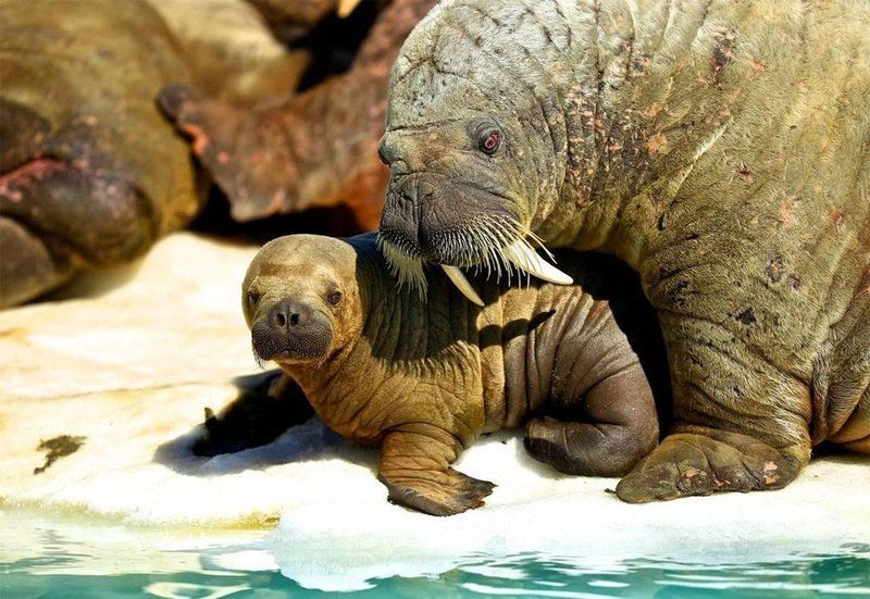 L'amour maternel chez les animaux 3(Très belles photos et citations) Unnamed-65