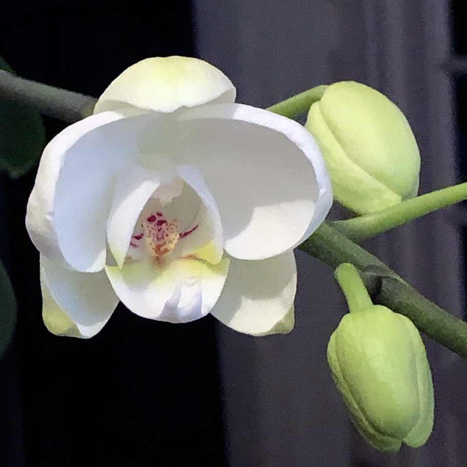 Phalaenopsis, première floraison depuis un bail Floraison-phalaenopsis-2020