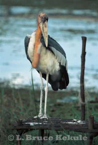 Mohan the Greater Adjutant 344__320x500_greater-adjutant-w