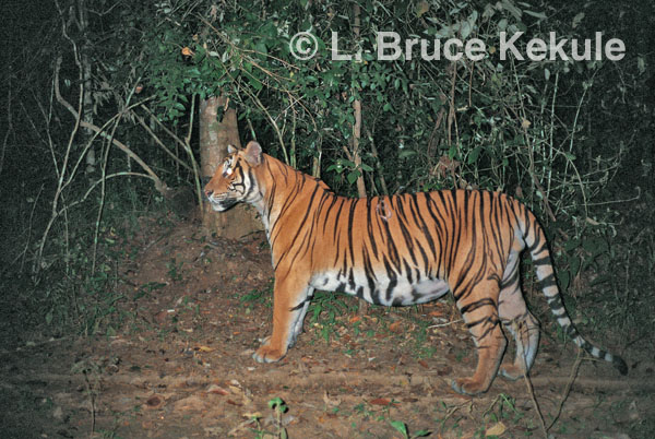 TIGRE - panthera tigris - Page 5 Indochinese-tiger-on-logging-road