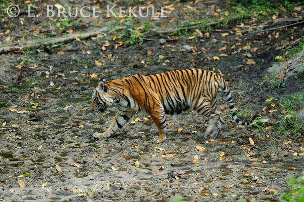 TIGRE - panthera tigris - Page 5 Indochinese-tiger-in-huai-kha-khaeng