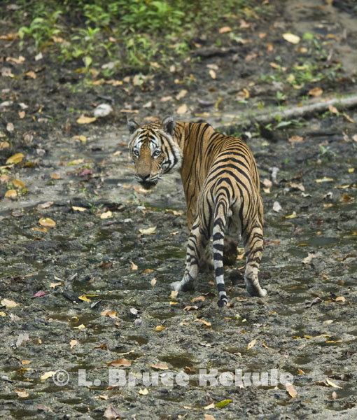 TIGRE - panthera tigris - Page 5 Indochinese-tiger