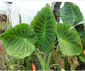 La Colocasia Imperial%20gigante