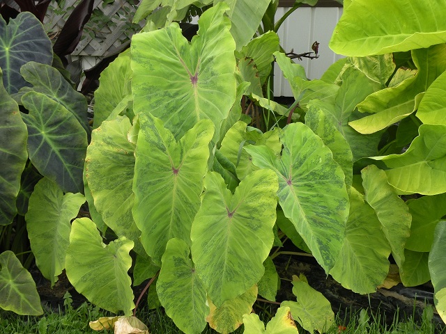 La Colocasia Midori%20Sour