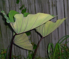 La Colocasia Bikinitiny