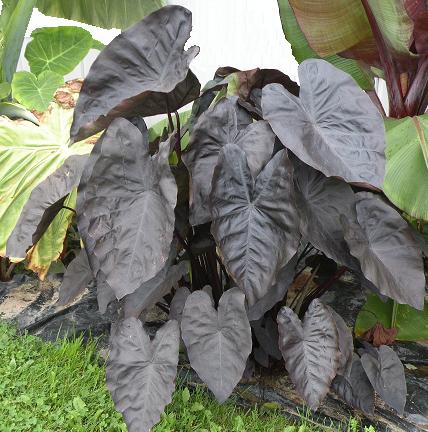 La Colocasia Diamond%20head