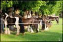 MEETING IRISH COB DE L'ESSONNES (91) - Page 6 Th_20090508_9861