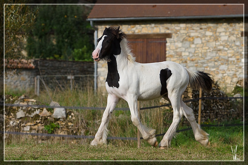 Brann du Triskell, Irish Cob 2011 - VENDU- 20110914_8275