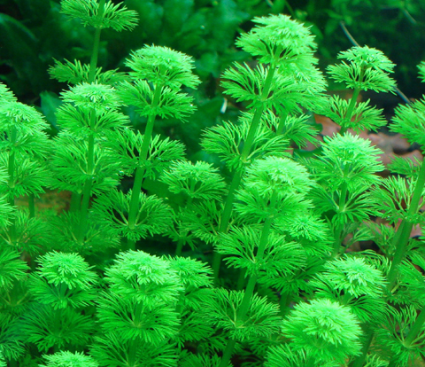 [75] Vends Rotala rotundifolia, HZ, HM, Limno., Ludwigia Limnophila%20Sessiliflora_Popup_L