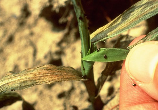 أمراض النبات  أ د  ربيع أبو الخير 05corn_flea_beetle