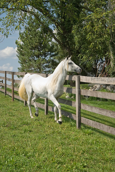 Leila (sav. kammi) 12227-White-Arabian-Horse-Looking