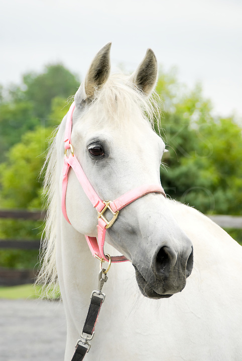 Leila (sav. kammi) White-Arabian-Horse-in-Pink-Halter-11321