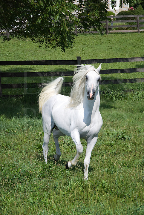 Leila (sav. kammi) 12173-White-Horse-Head-On-Pose