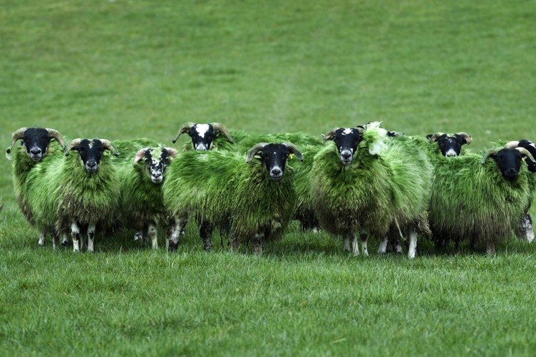 Кафе бар „ВЕТЕРНИЦА“ - Page 4 FLOCK-OF-SHEEP-IN-SCOTLAND-GO-GREEN-pic-11-752x501