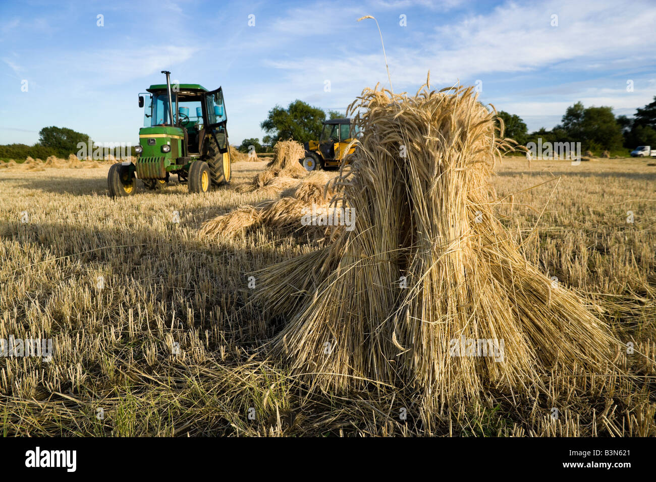 Crop sprites Oxfordshire-wheat-field-with-the-special-long-stemmed-crop-drying-B3N621