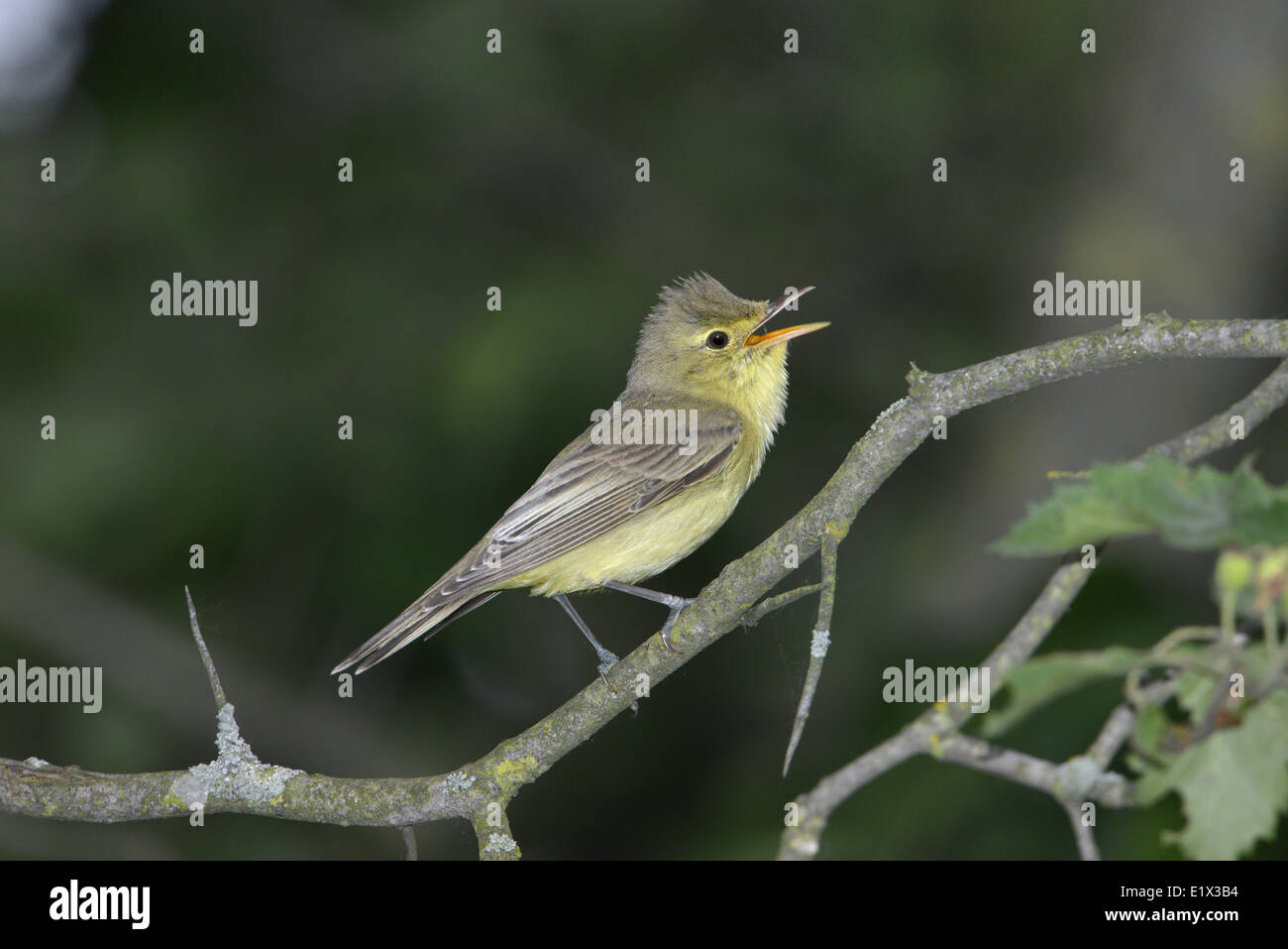 Passeriforme Icterine-warbler-hippolais-icterina-E1X3B4