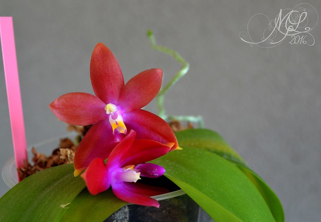 Phalaenopsis Hawaï Dragon Girl DT x speciosa Chienlung 28918300542_8fd8ab0ba9_z