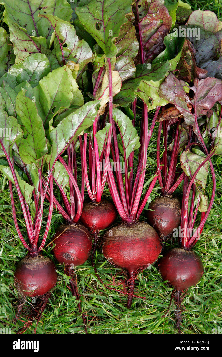 Cours 20 : Beta vulgaris subsp. vulgaris Beetroot-beta-vulgaris-vulgaris-vulgaris-beta-vulgaris-vulgaris-conditiva-A27DGJ