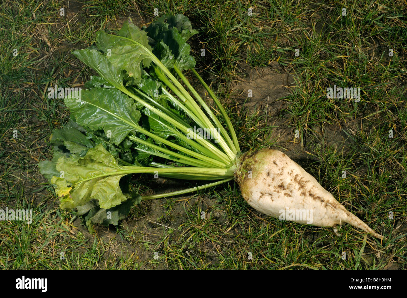 Cours 20 : Beta vulgaris subsp. vulgaris Sugar-beet-beta-vulgaris-subsp-vulgaris-var-altissima-harvested-beet-B8H9HM