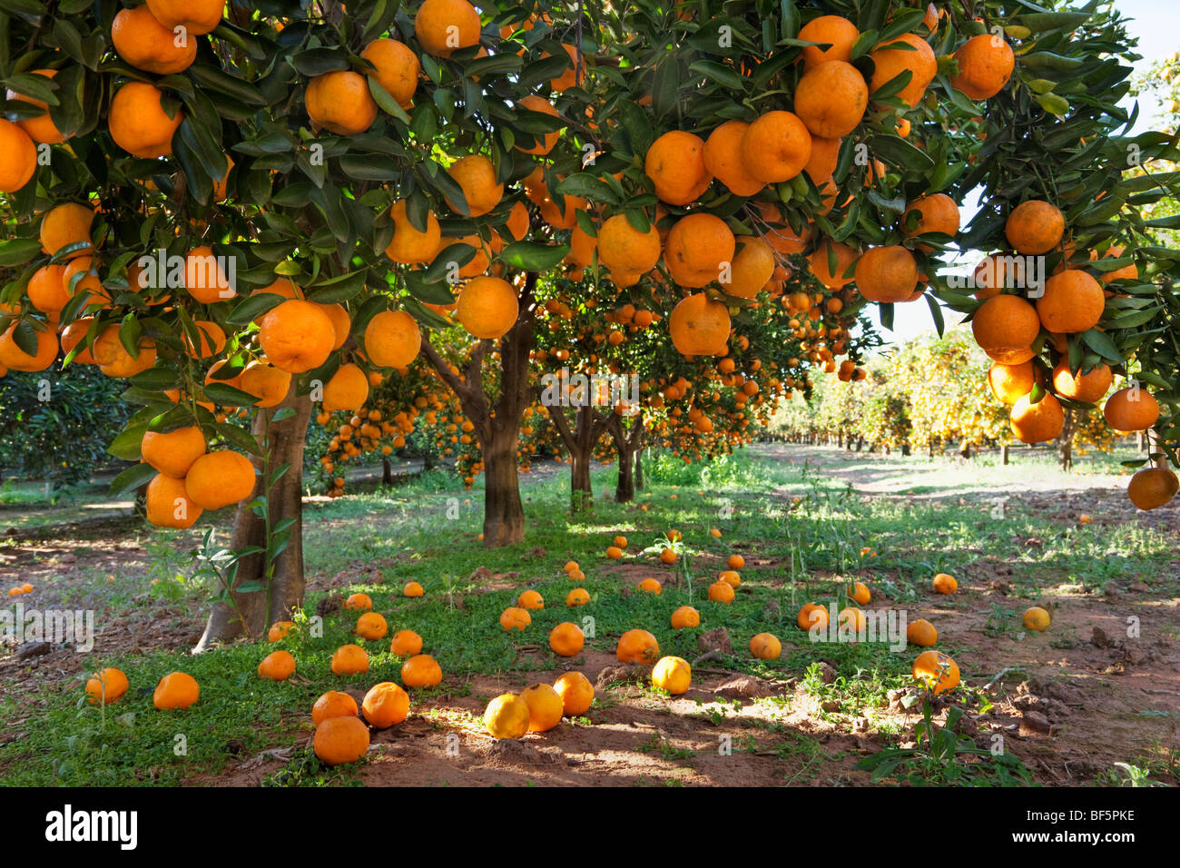 شجر البرتقال Orange-laden-fruit-trees-in-an-orchard-BF5PKE