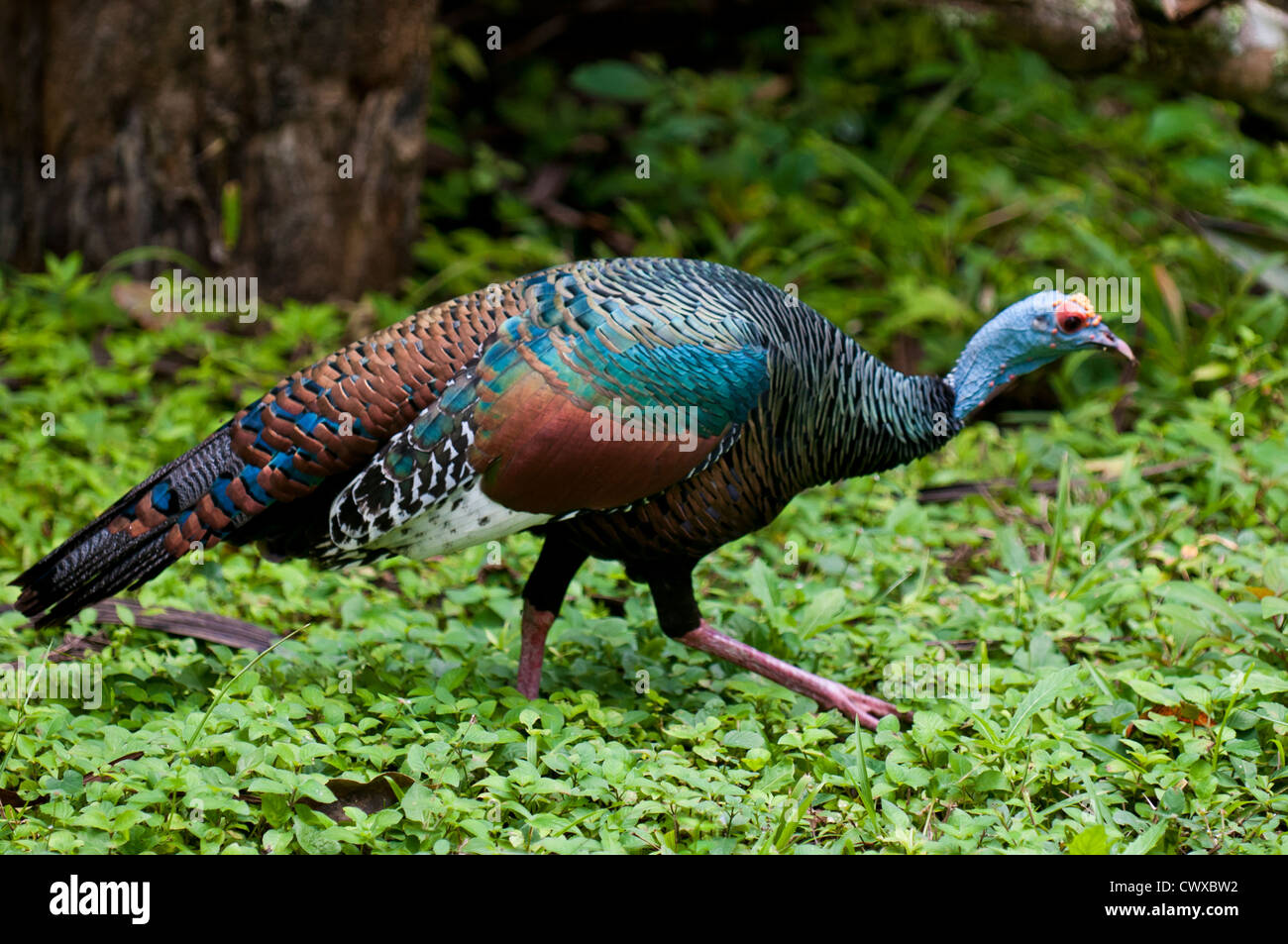  oiseau N° 1 -ajonc le 7 avril trouvé par Martine  - Page 2 Ocellated-turkey-meleagris-ocellata-tikal-national-park-parque-nacional-CWXBW2