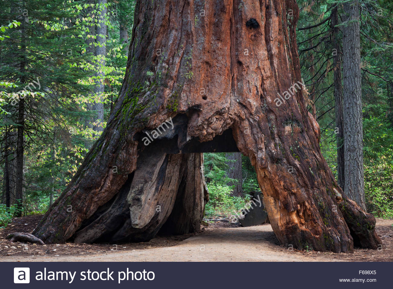 Hot Hot Hot - Page 7 The-pioneer-cabin-tree-giant-sequoia-calaveras-big-trees-state-park-F698X5
