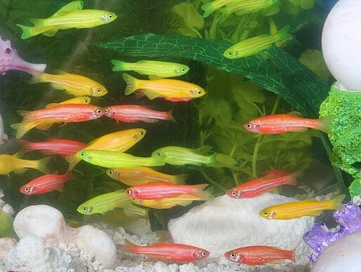 Ne les achetez plus Glofish005std1