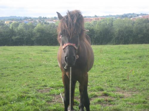 Asturias. Caballo asturcón, 14 años y medio. Hércules A_651312834496