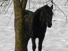 PIDE UN DESEO Foto-caballo-negro