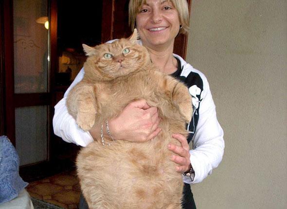 Garfield, le chat Diapo_chat_gros