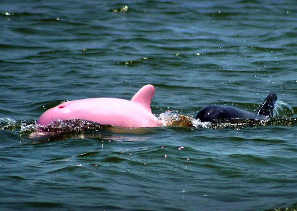 Un dauphin rose dcouvert dans un lac en Louisiane Article_pinky