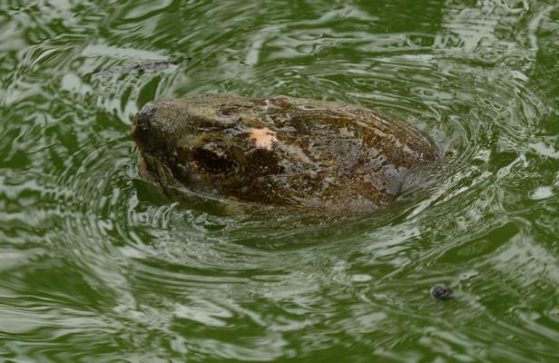 03/04/2011: Les sauveteurs ont enfin réussi à capturer la légendaire tortue d'Hanoï Article_tortue