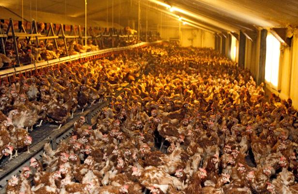 Mode d'élevage de la poule, code œufs. Article_poulets