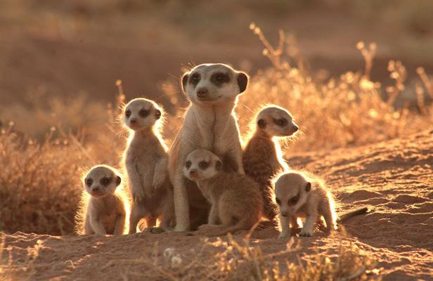 Actus sur les animaux. Article_suricate