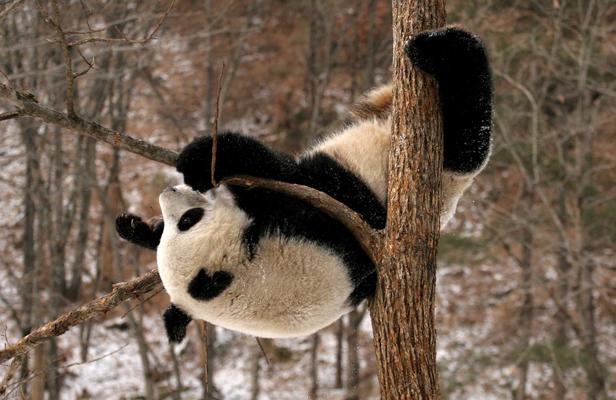 Ces étranges animaux que sont les pandas... Article_panda