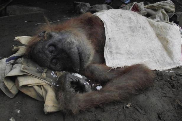 Indonésie: une femelle orang-outan battue à mort Article_263794b56593ad359c5c58f584663218c8f4b5ba