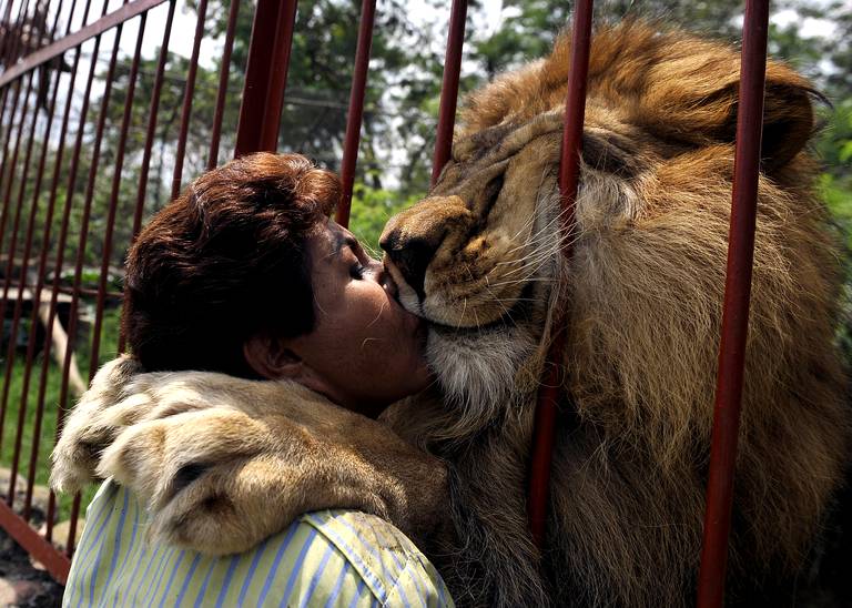 Vidéos touchantes de nos lions!... Colombia-animals-shelter-villa-lorena-diaporama