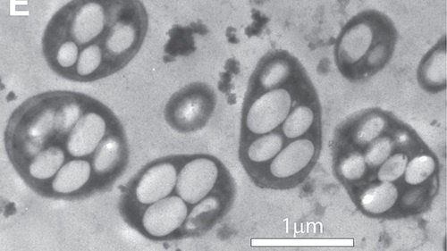 NASA anuncia: El triple de estrellas y nuevas formas de vida 500x_bacteria-wolfesimon3hr