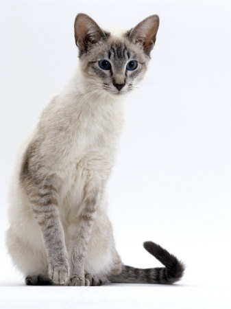 Nefertari-Merienmut  Burton-jane-domestic-cat-young-tabby-point-siamese