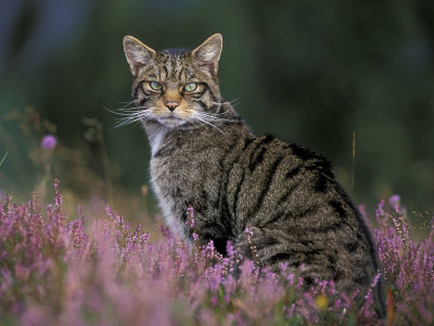 Alte Anmeldung der Katzen Cairns-pete-wild-cat-portrait-amongst-heather-cairngorms-national-park-scotland-uk