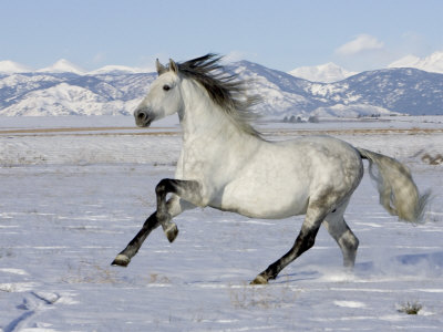 الحصان الأندلسي ... ما زال نسبه حيا إلى اليوم Walker-carol-gray-andalusian-stallion-cantering-in-snow-longmont-colorado-usa