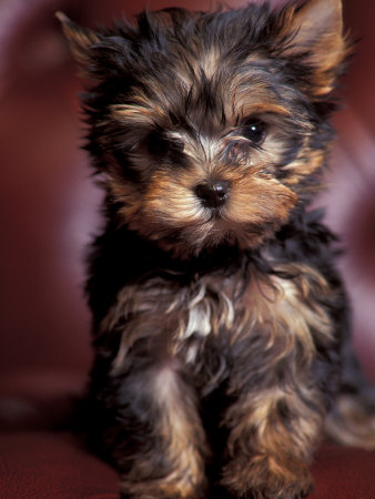 Registo de Animais Bacchella-adriano-yorkshire-terrier-puppy-portrait