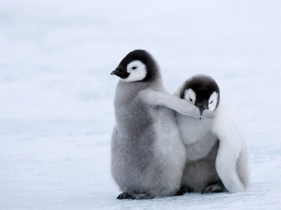 பெண் குயின் (Penguin) படங்கள். - Page 3 Milse-thorsten-emperor-penguin-chicks-snow-hill-island-weddell-sea-antarctica-polar-regions