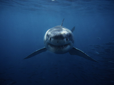 Kisame Hoshikage Akatsuki Soury-gerard-great-white-shark-swimming-south-australia