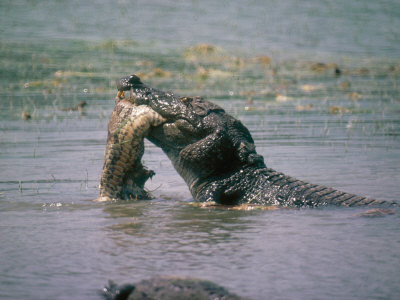 முதலைகள் Plage-mary-swamp-crocodile-eating-python-sri-lanka