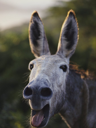 Gribus esta aqui xd. Cobb-jodi-primer-plano-de-burro-rebuznando