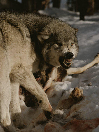 The Lengend Times.... [Chapter 1. The Outrageous Battle] Dutcher-jim-and-jamie-a-snarling-alpha-male-gray-wolf-canis-lupus-defends-a-kill